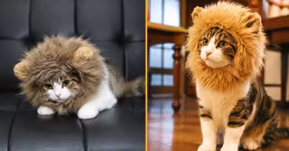 Criniere Lion Chat